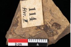 Foto (Detailansicht) von Salvinia mildeana Goeppert (NHMW-GEO-2024-0188-0114)